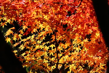 紅葉