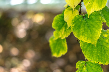 autumn colorful leaves of trees close-up