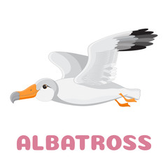 Flying albatross flashcard. illustration for kids education and child reading skills development. Sight Words Flash Cards For children to learn read and spell.