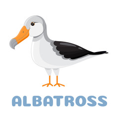 Cartoon albatross flashcard. illustration for kids education and child reading skills development. Sight Words Flash Cards For children to learn read and spell.