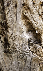 Tree trunk texture