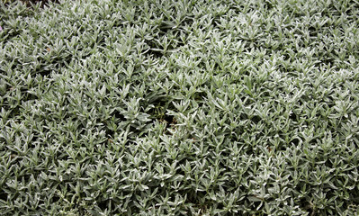 Christmas leaves background