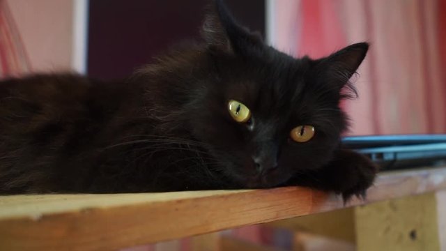 Beautiful fluffy cat lying on the table. Cute fluffy cat looks at the camera. Black cat lies in a funny pose. Domestic fluffy cat falls asleep.