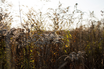 Obraz premium Grass and flowers