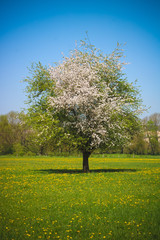 Fototapeta na wymiar Printemps: cerisier en fleurs