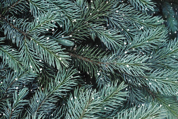 Naklejka na ściany i meble Texture of green pine tree.