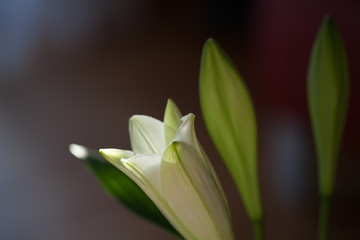 Fototapeta premium close-up of a blooming white lily