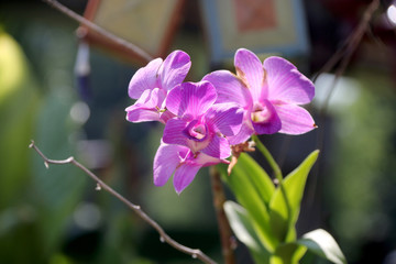 Fototapeta na wymiar Pink Orchid flower in Green nature background, Selective focus.