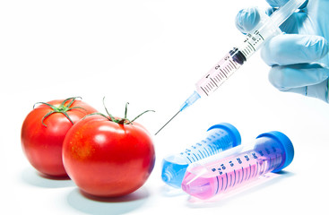 Scientist is developing GMO tomatoes. Genetically modified tomatoes, syringe and laboratory tubes...