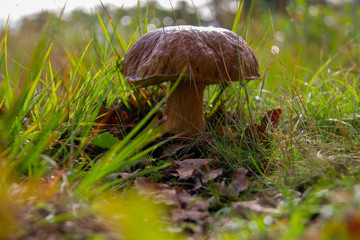 Boletus edulis,  penny bun, cep, porcino or porcini in green grass