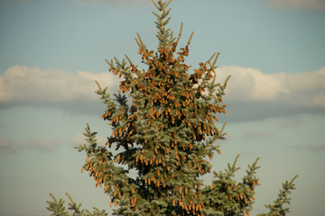 Christmas tree with cones on a background of blue sky