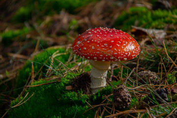 Amanita muscaria, fly agaric or fly amanita in the sun reflecting red and green