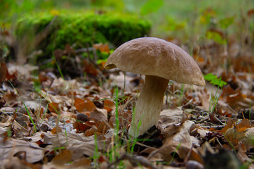 Boletus edulis,  penny bun, cep, porcino or porcini, is a basidiomycete fungus
