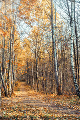  magnificent panorama of the autumn landscape of a picturesque forest with lots of warm sunshine. Road in the park among autumn trees, autumn background