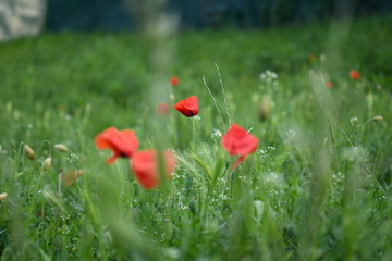 poppies in a field