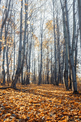  magnificent panorama of the autumn landscape of a picturesque forest with lots of warm sunshine. Road in the park among autumn trees, autumn background