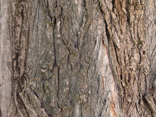 Tree bark.