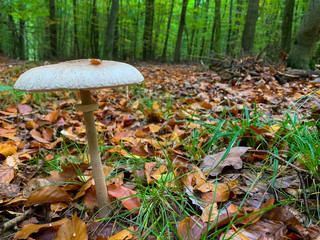 Big parasol mushroom growing in the forest