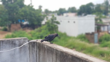 Black Carrion Crow (Corvus corone) 