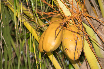 Coconut palm with fresh fruits
