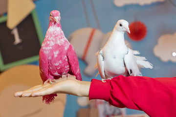 a dove on his hand . holding a red , white, orange, yellow dove in his hand.