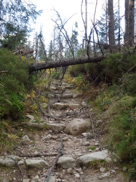 Tatrzański Park Narodowy - szlak Psia Trawka