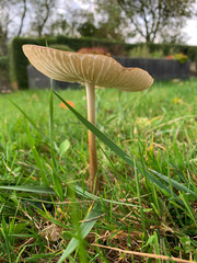 Big brown mushroom standing in the grass 