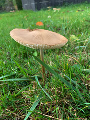 Single brown mushroom growinh in the grass