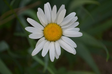 daisy in the grass