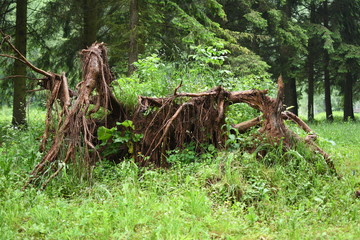 old tree in the forest