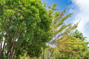 世界遺産麗江の風景