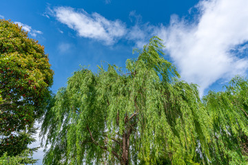 Obraz premium 世界遺産麗江の風景