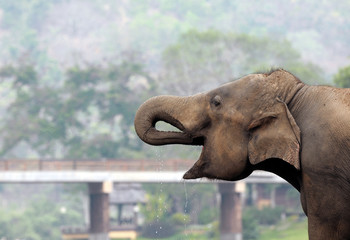 Elephant in the north of Thailand, you can find a lot of activities to do in this area