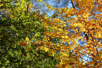 European Beech tree with colourful leaves in autumn