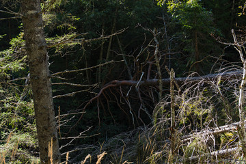 Alto Adige Natur Outdoor sunny day
