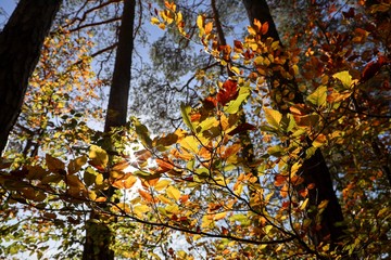 European Beech tree with colourful leaves in autumn
