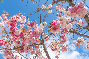 世界遺産麗江の風景