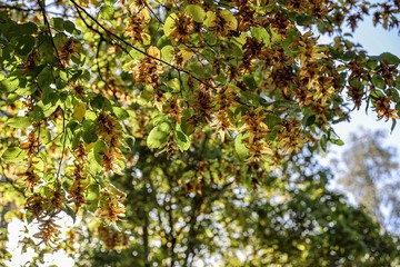Fototapeta na wymiar European Beech tree with colourful leaves in autumn