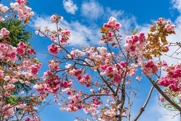 世界遺産麗江の風景