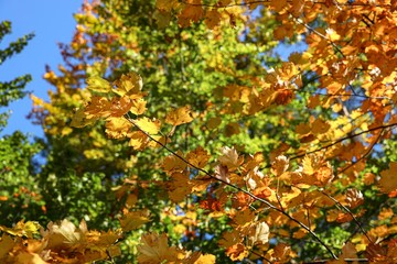 European Beech tree with colourful leaves in autumn