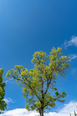 世界遺産麗江の風景