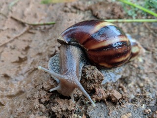 Snail moving in the mud