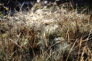 Grass in the morning covered by condensation water