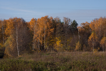 Fototapeta premium Birches.Autumn.Landscape.
