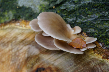 Pilze an einem Baumstamm