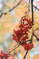 Beautiful creative red rowan on green branch with leaves