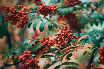 Beautiful creative red rowan on green branch with leaves