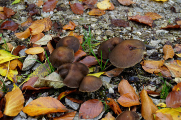 kleine braune Pilze auf einem Wanderweg im herbstlichen Wald - small brown mushrooms on a hiking trail in autumn forest