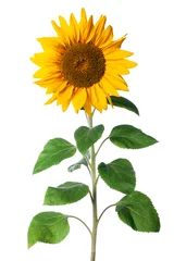 Rolgordijnen immature sunflower isolated on a white background © zadveri