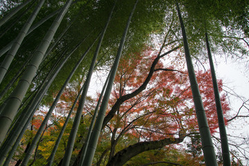 Naklejka premium 京都_高台寺
